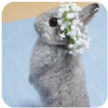 新兔子壁纸安卓版